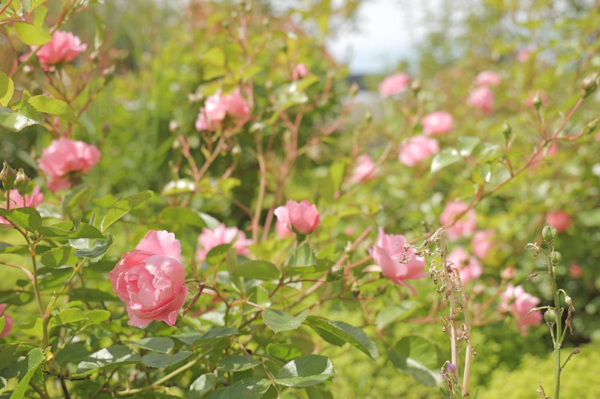 Huset I Hejls Bed & Breakfast ภายนอก รูปภาพ